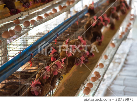 Farm chicken in a barn 28759975