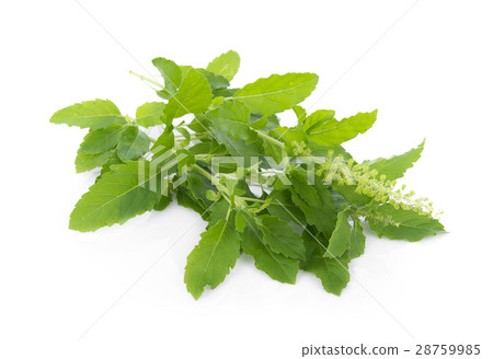 Holy basil on white background Holy basil on white background 28759985