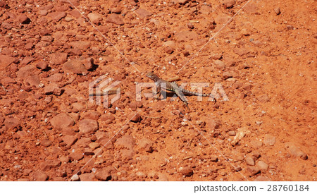 Lizard of the ground Sedona image material 28760184