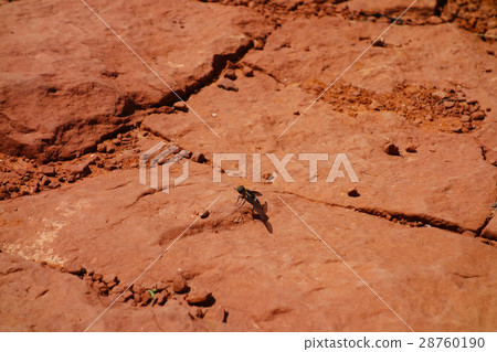 Insect Sedona image material to rest 28760190