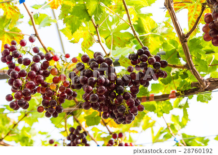 Branches of red wine grapes growing organic farm 28760192
