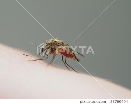 mosquito drinks blood 28760494