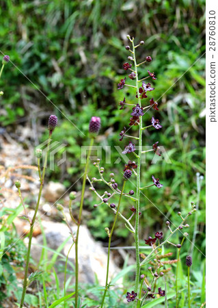 Summer Kuyama mountain alpine flower blooms scenery 28760810