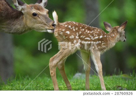 Ezoshima的父母子女 28760926