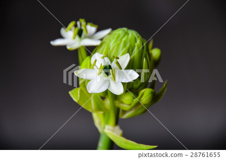 Star of Bethlehem Star of Bethlehem Star of Bethlehem Star of Bethlehem 28761655