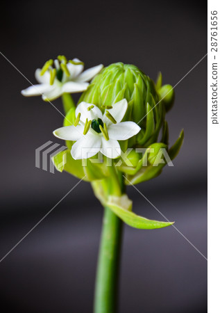 Star of Bethlehem Star of Bethlehem Star of Bethlehem Star of Bethlehem 28761656