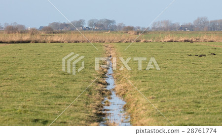 Ditch and meadows in waterland Friesland 28761774