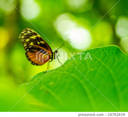 Butterfly portrait with bokeh blurred 28762639