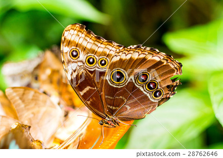 insect butterfly on green background, blurred 28762646