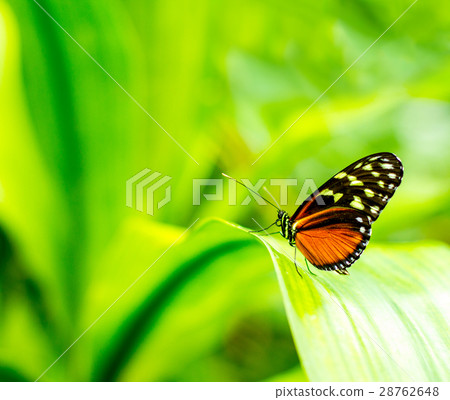 Morpho achilles portrait with bokeh blurred Morpho achilles portrait with bokeh blurred 28762648