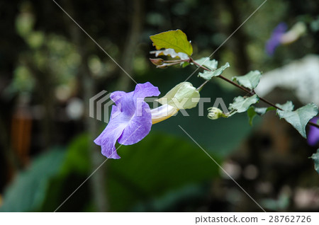 Tachitsuru Bush Clockvine Tachitsuru Bush Clockvine 28762726
