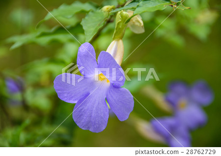 Tachitsuru Bush Clockvine 28762729