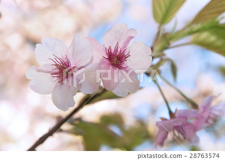 Close-up of Kawazu cherry tree Close-up of Kawazu cherry tree 28763574