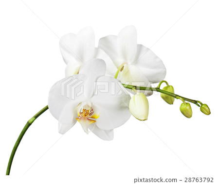 White orchid isolated on white background.  28763792