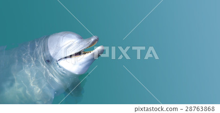 Smiling dolphin in the water. 28763868