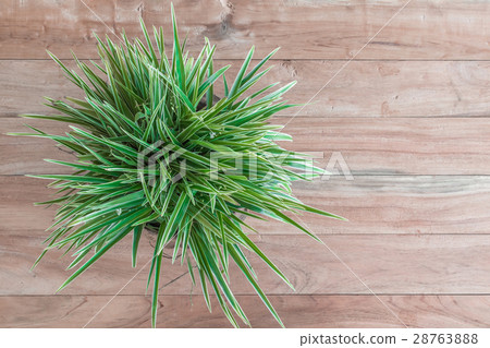 Green plant on wood top view Green plant on wood top view 28763888