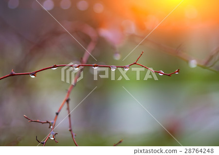 rain drops on a branch 28764248