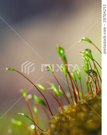 macro shot of some moss spores absorbing raindrops 28764253