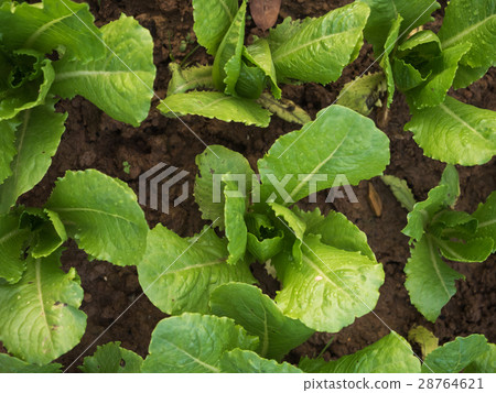 green lettuce farm 28764621