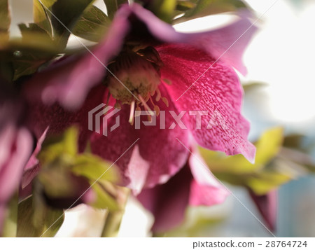 聖誕節玫瑰2017春天 28764724