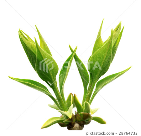 Bud of young leaves on spring twigs maple ash 28764732