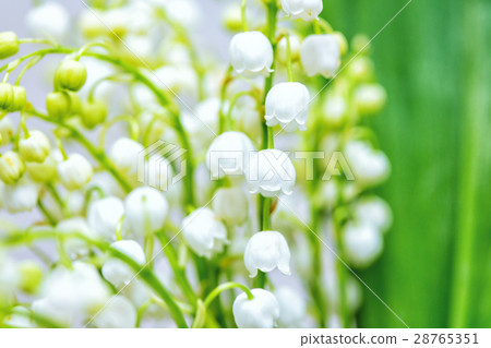 lilies of the valley 28765351