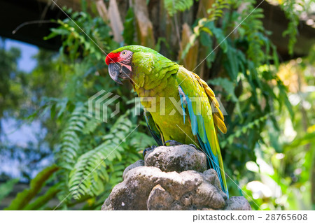 图库照片 green parrot bird on wood branch