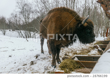 Adult European Bison is Eating Velours Grasses 28766199