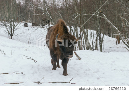 Adult European Bison in National Park 28766210