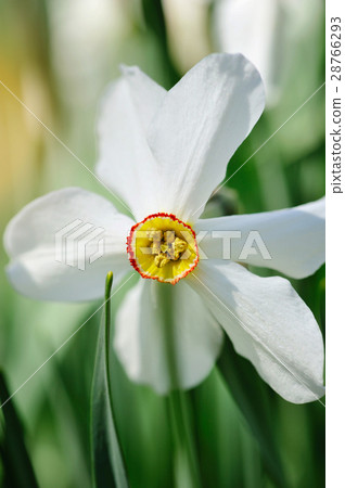 Narcissus poeticus, Narcissus flowers 28766293
