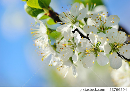 Flowers bloom on a branch of plum against blue sky 28766294