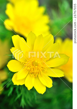 Yellow flowers of adonis (Adonis vernalis) Yellow flowers of adonis (Adonis vernalis) 28767035