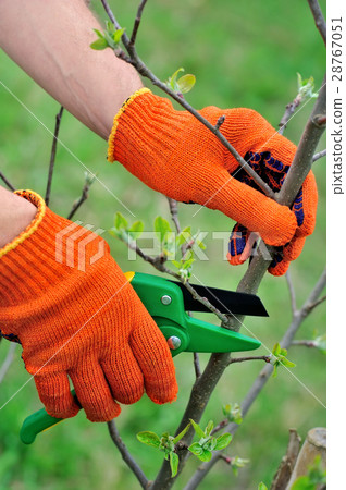 Hands of gardener doing maintenance work 28767051