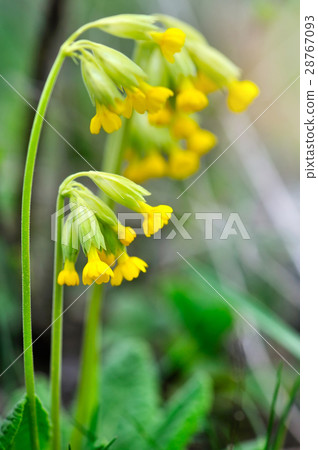 Cowslip flowers (Primula veris) Cowslip flowers (Primula veris) 28767093