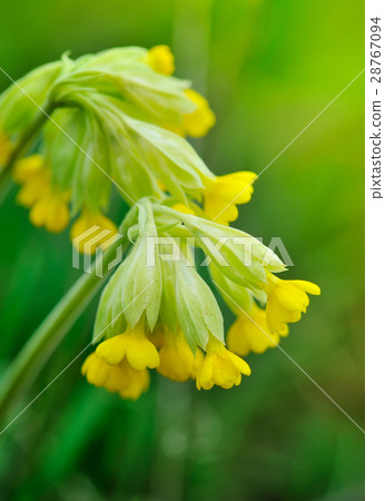 Cowslip flowers (Primula veris) 28767094