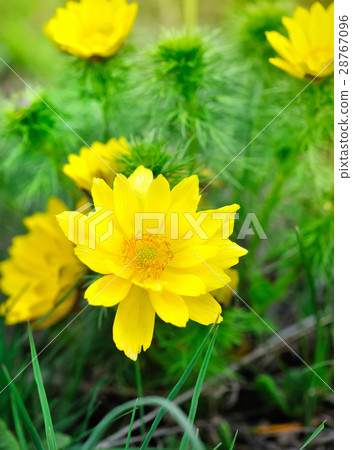 Yellow flowers of adonis (Adonis vernalis) 28767096