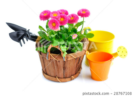 Marguerite flowers and garden tools Marguerite flowers and garden tools 28767108