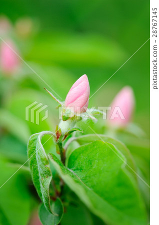 Branch with bud quince of oblong (Cydonia oblonga) Branch with bud quince of oblong (Cydonia oblonga) 28767145