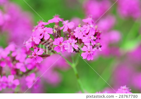 Musi Trinadesico 28767780