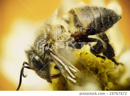 Worker bee sip nectar on the yellow flower Worker bee sip nectar on the yellow flower 28767872