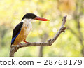 Kingfisher bird on tree 28768179