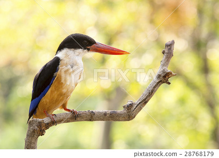 Kingfisher bird on tree 28768179