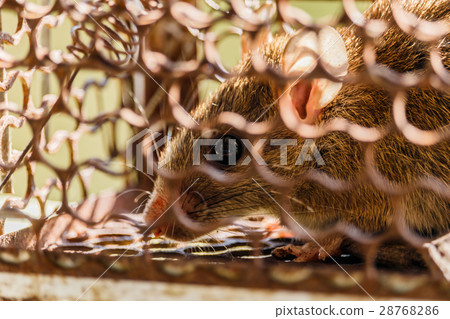 Close up of rat trapped and caught in metal cage 28768286