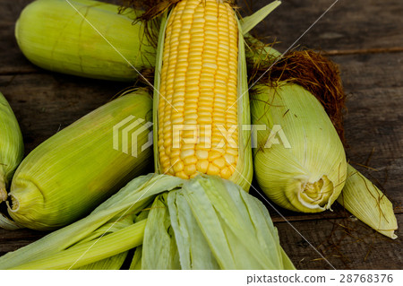 sweet corn with some ears partially husked sweet corn with some ears partially husked 28768376