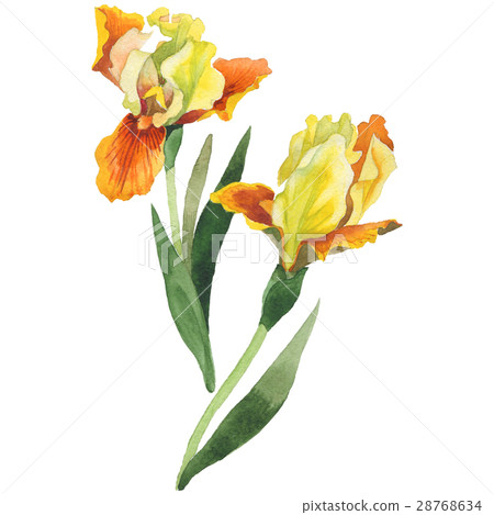 Wildflower iris flower in a watercolor style Wildflower iris flower in a watercolor style 28768634