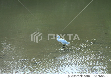 Mangrove flea 28768809