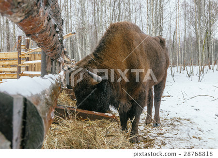 Adult European Bison is Eating Velours Grasses 28768818
