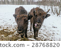 Two Small European Bisons in National Park 28768820