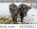 Two Small European Bisons in National Park 28768821
