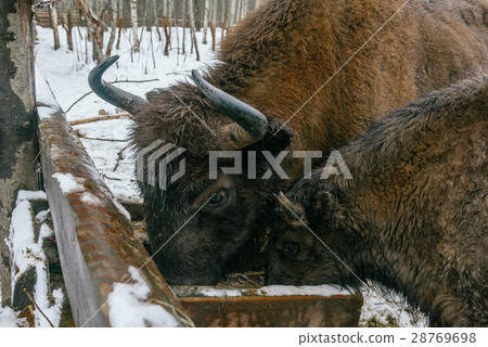 Two European Bisons Are Eating Velours Grasses 28769698